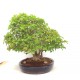 Specimen Trident Maple Specimen Trident Maple