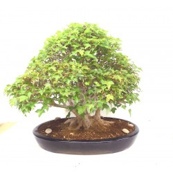Specimen Trident Maple 