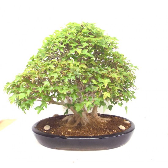 Specimen Trident Maple Specimen Trident Maple