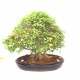 Specimen Trident Maple Specimen Trident Maple