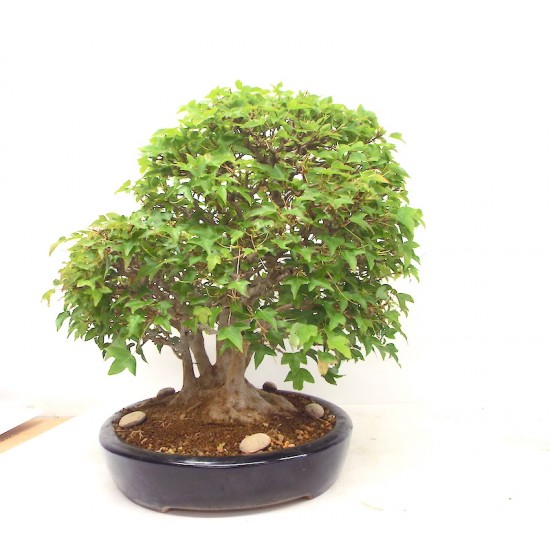 Specimen Trident Maple Specimen Trident Maple