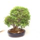 Specimen Trident Maple Specimen Trident Maple