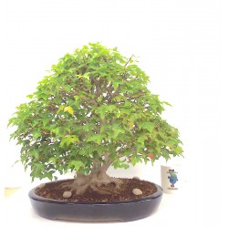 Specimen Trident Maple 