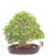 Specimen Trident Maple Specimen Trident Maple