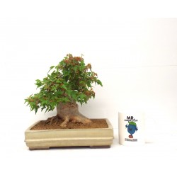  Shohin Trident Maple