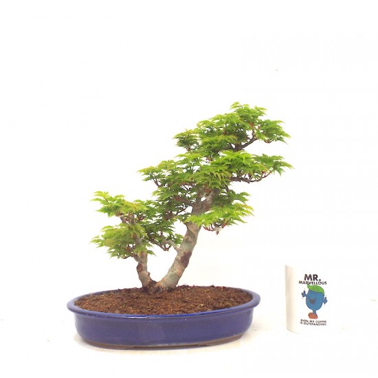  Shishigashira Japanese Maple