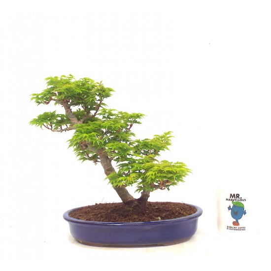  Shishigashira Japanese Maple
