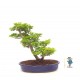  Shishigashira Japanese Maple
