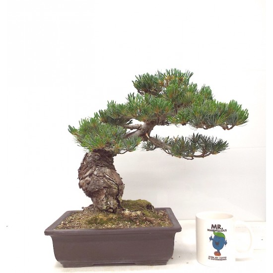 White Pine White Pine