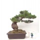 White Pine White Pine
