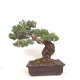 White Pine White Pine
