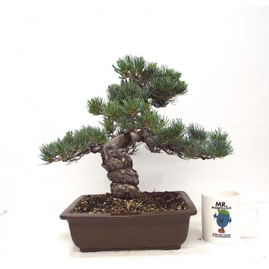 White Pine White Pine