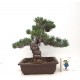 White Pine White Pine