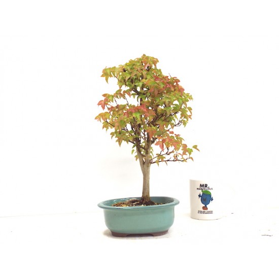 Trident Maple Trident Maple