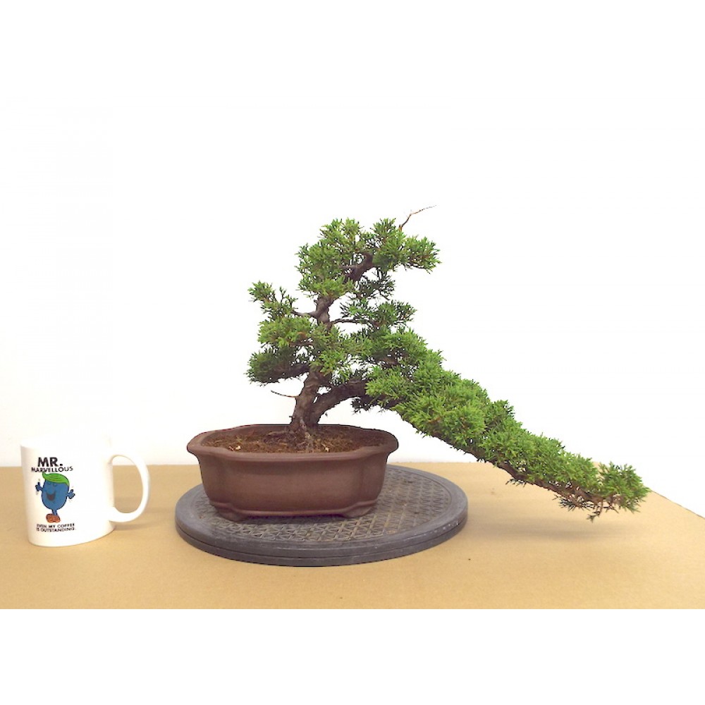 TWIN TRUNK ITOIGAWA JUNIPER