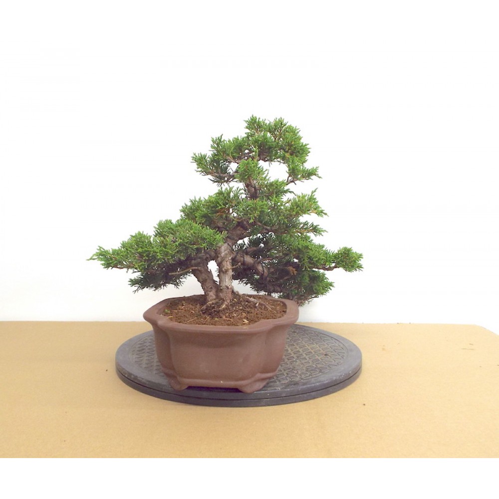 TWIN TRUNK ITOIGAWA JUNIPER