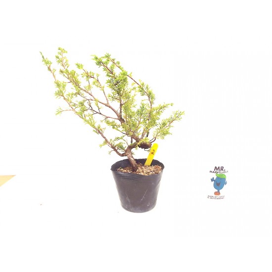 Itoigawa juniper