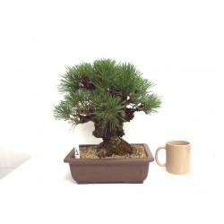 Corticosa black pine 