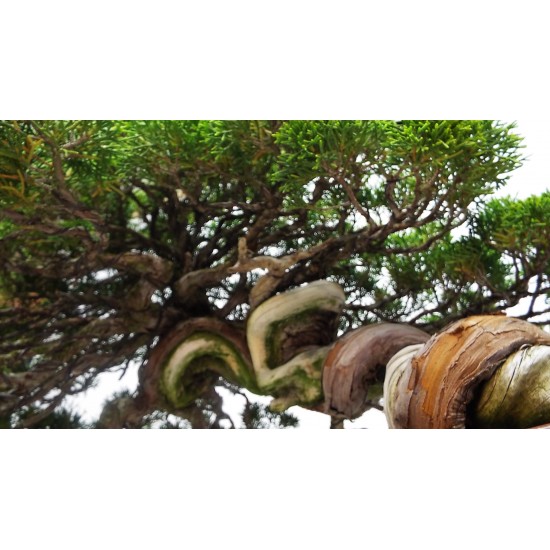 Itoigawa cacade juniper