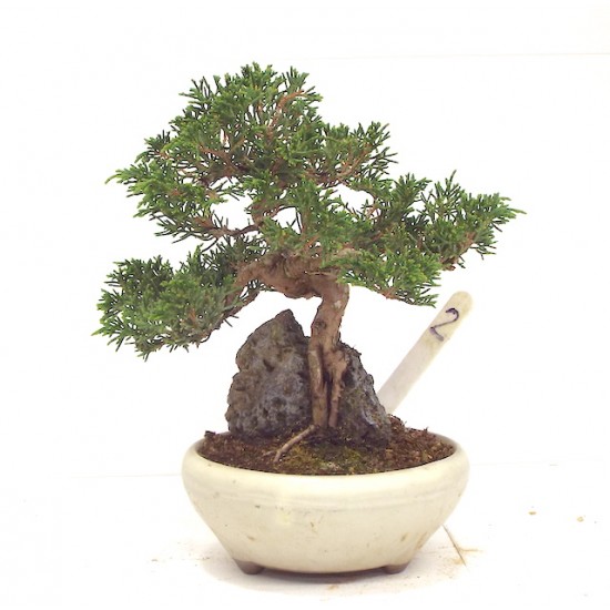 SHOHIN ITOIGAWA JUNIPER ON ROCK SHOHIN ITOIGAWA JUNIPER ON ROCK