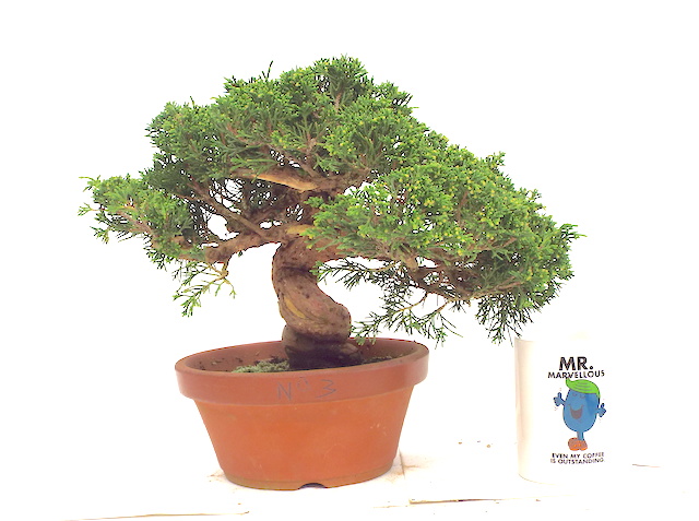 ITOIGAWA JUNIPER