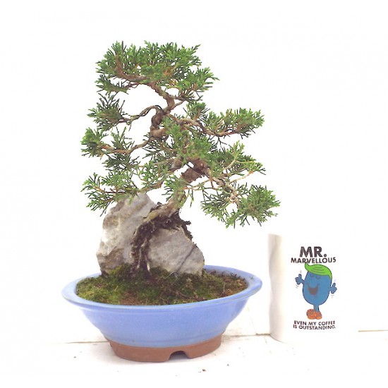 ITOIGAWA JUNIPER ITOIGAWA JUNIPER