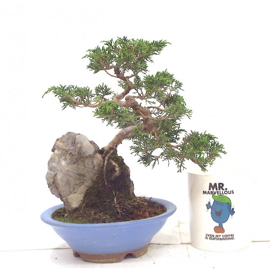 ITOIGAWA JUNIPER ITOIGAWA JUNIPER