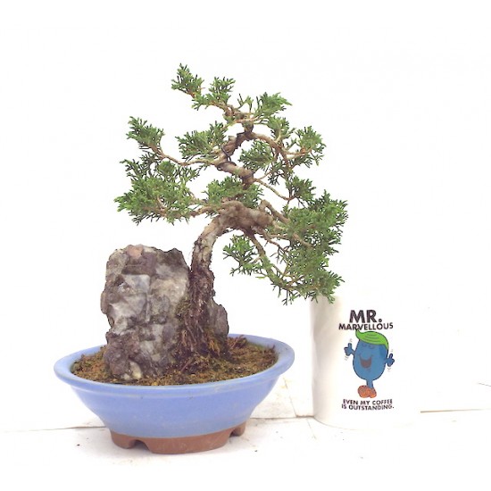 ITOIGAWA JUNIPER ITOIGAWA JUNIPER