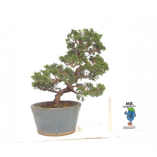 ITOIGAWA JUNIPER ITOIGAWA JUNIPER