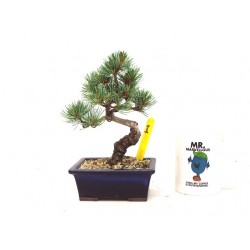 White Pine