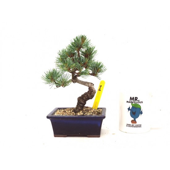 White Pine