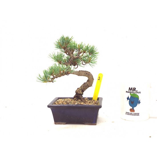 White Pine White Pine