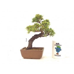 White Pine