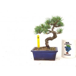 White Pine