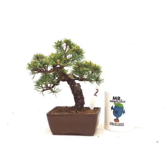 White Pine White Pine