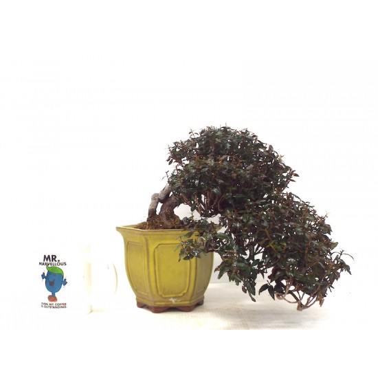 Winter Jasmine Winter Jasmine