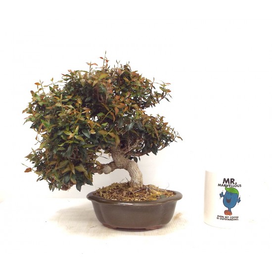 Winter Jasmine Winter Jasmine