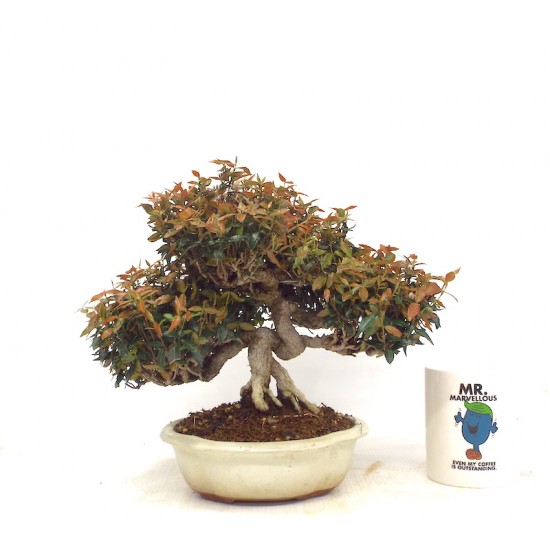 Winter Jasmine Winter Jasmine