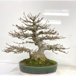 Shohin Trident Maple