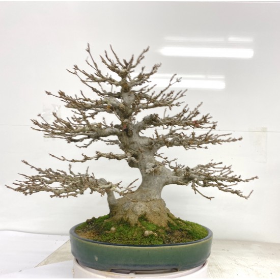 Shohin Trident Maple