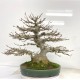 Shohin Trident Maple