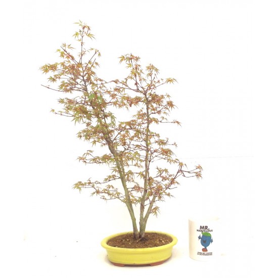 " Yuki Hime " Maple clump 