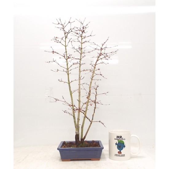 Yukihime clump Yukihime clump