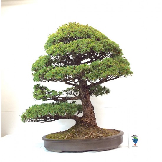 Specimen Zuisho White pine