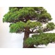 Specimen Zuisho White pine