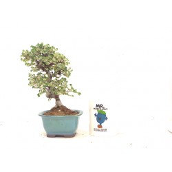 Zelkova nire